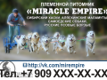 Miracle Empire